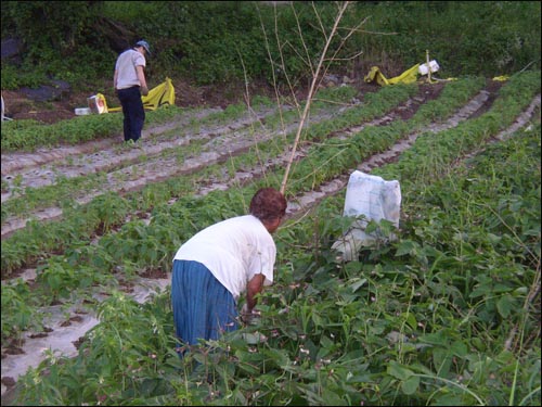 할머니의 밭입니다. 아들과 밭일을 하고 계시네요. 산에서 내려온 노루가 콩잎을 뜯어먹지 못하게 대나무를 두려고 하는 모습입니다. 